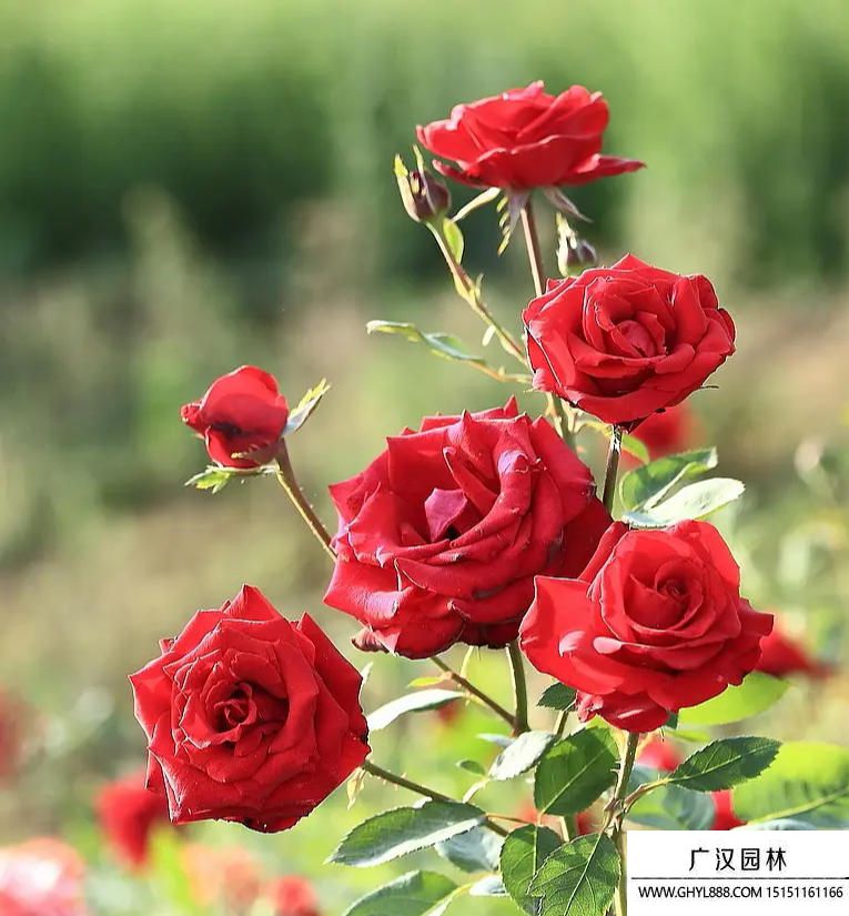 21朵红玫瑰的花语.jpg