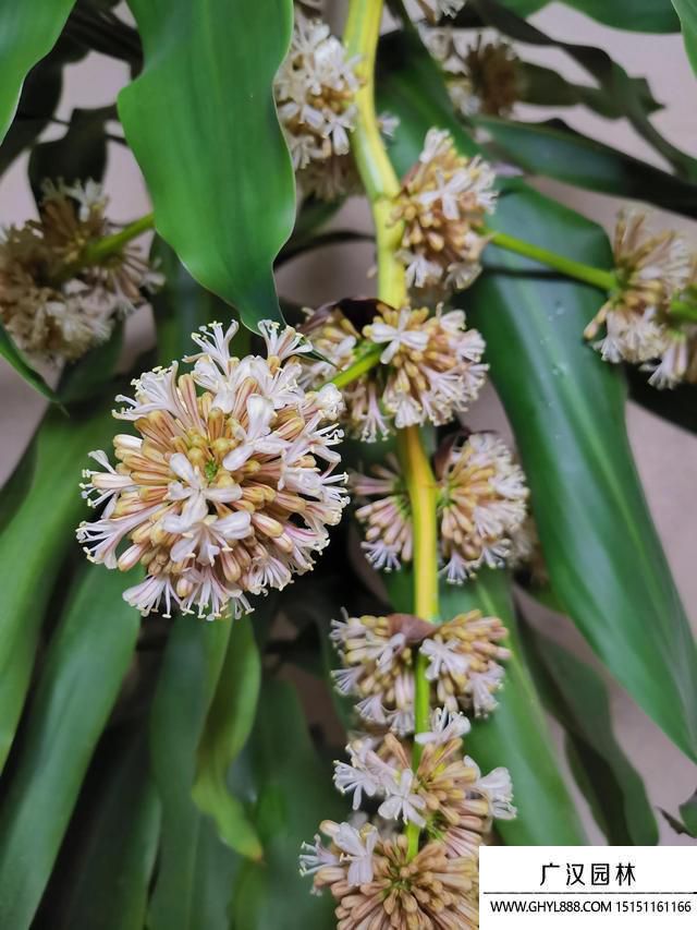 巴西木开花是什么时候.jpg