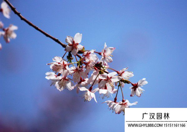 七月樱花.jpg